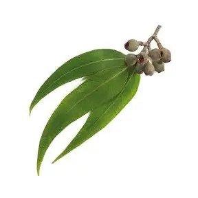 Ulje za masažu 1l Eukaliptus Wellness Time